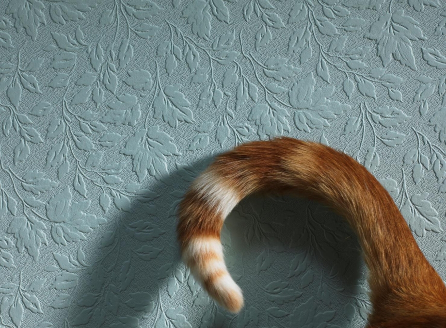 Хвостик кошечки