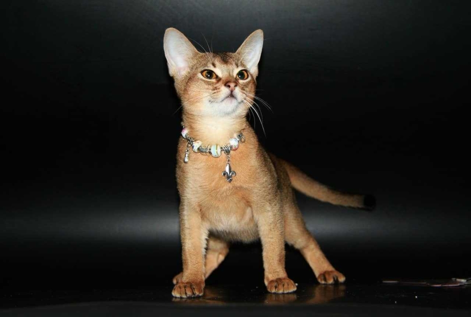 Абиссинский кот