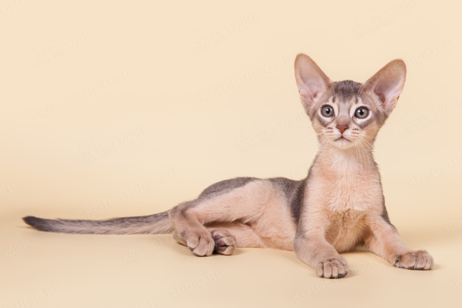 Лиловый абиссинский кот