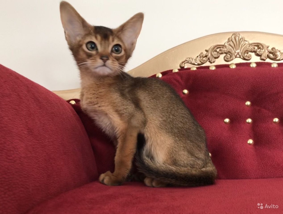 Французский бульдог и Абиссинская кошка