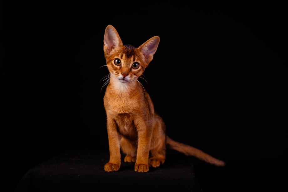 Абиссинская кошка Ruddy