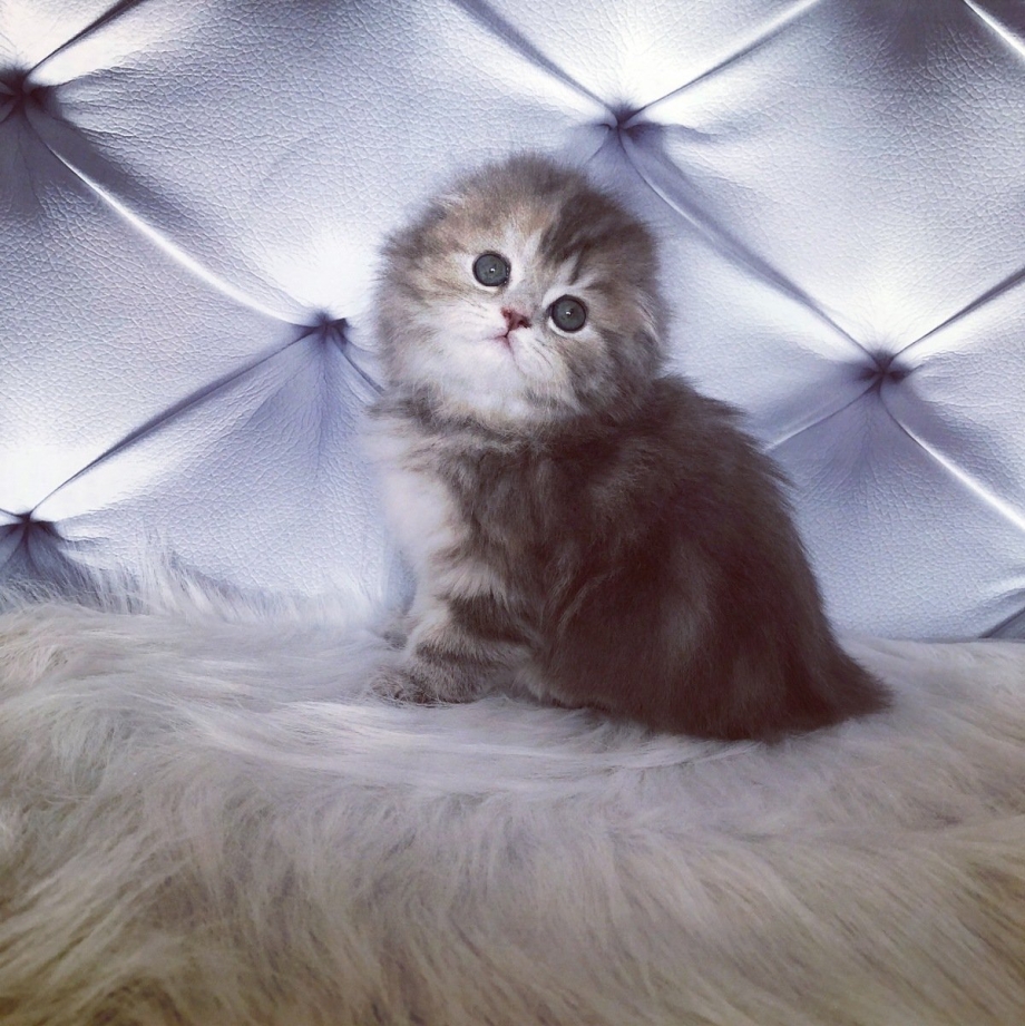 Шотландская кошка хайленд страйт