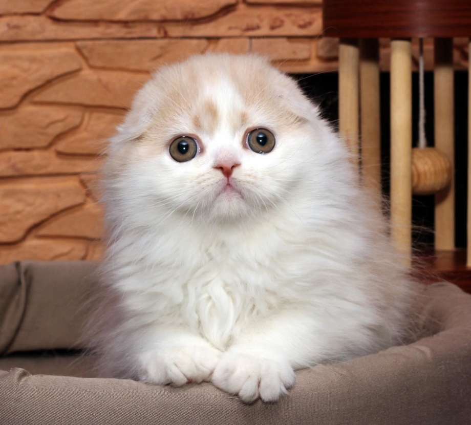 Шотландская кошка хайленд фолд