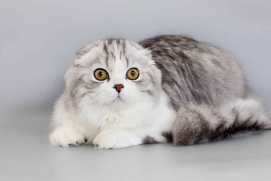 Шотландская вислоухая кошка хайленд фолд