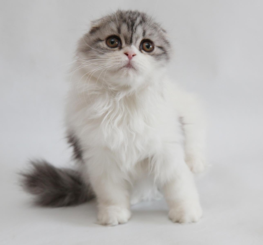 Котята хайленд фолд