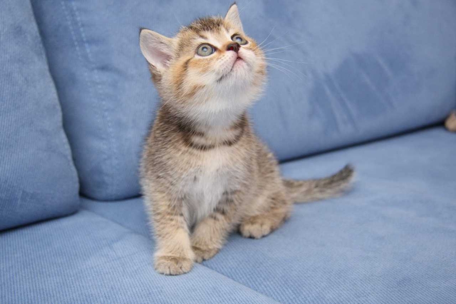 Скоттиш страйт Brown tabby