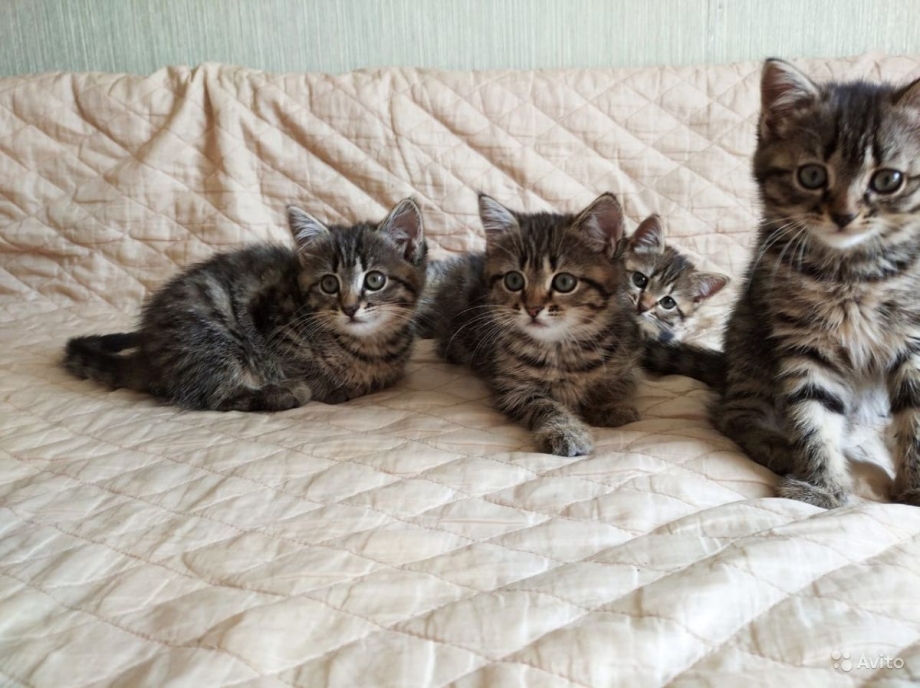 Шотландские котята Браун табби