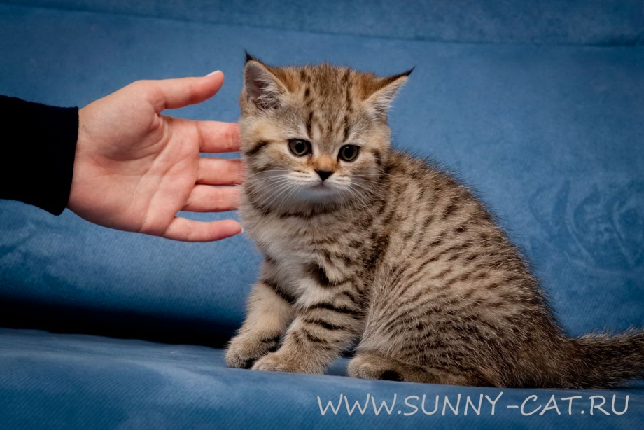 Британец котенок Браун табби