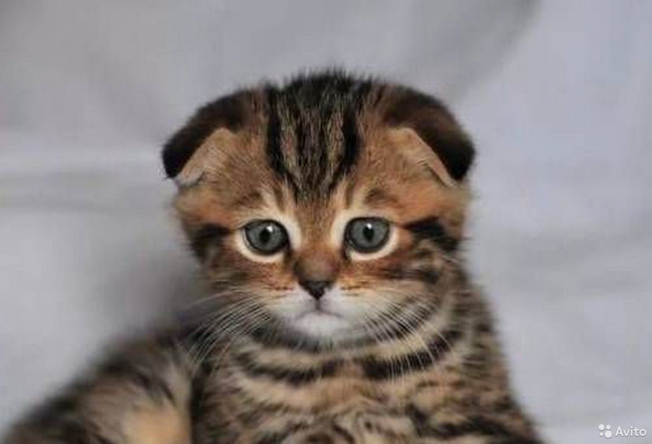 Шотландские котята Браун табби