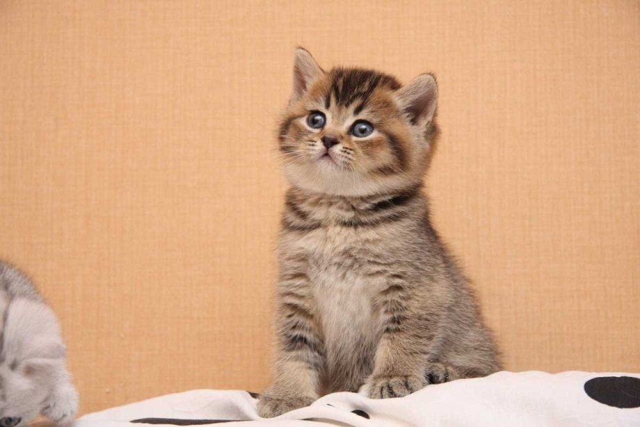 Шотландские котята Браун табби
