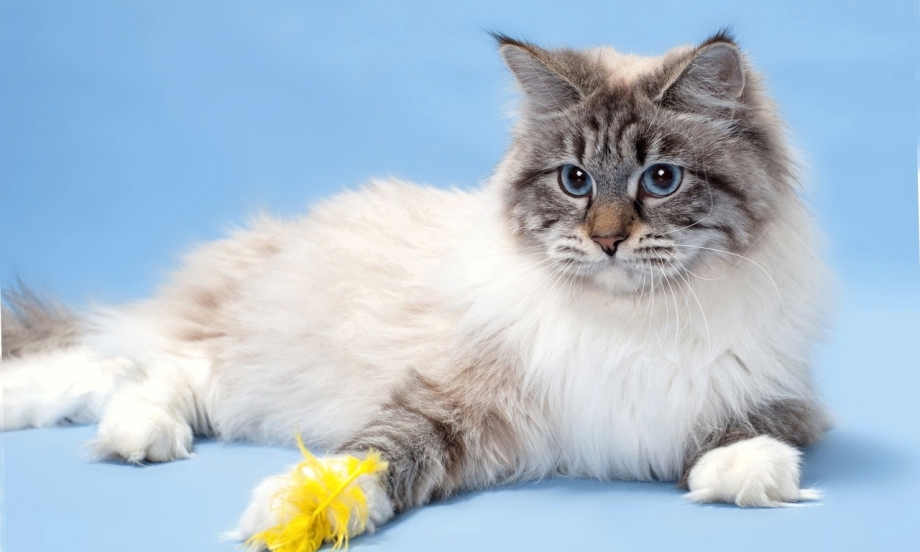 Невская голубая кошка