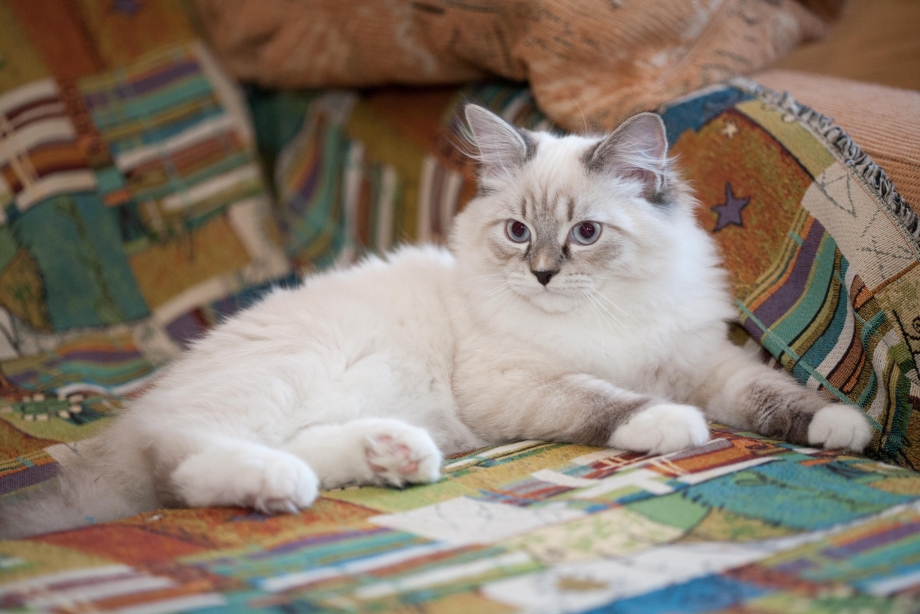 Невская маскарадная кошка