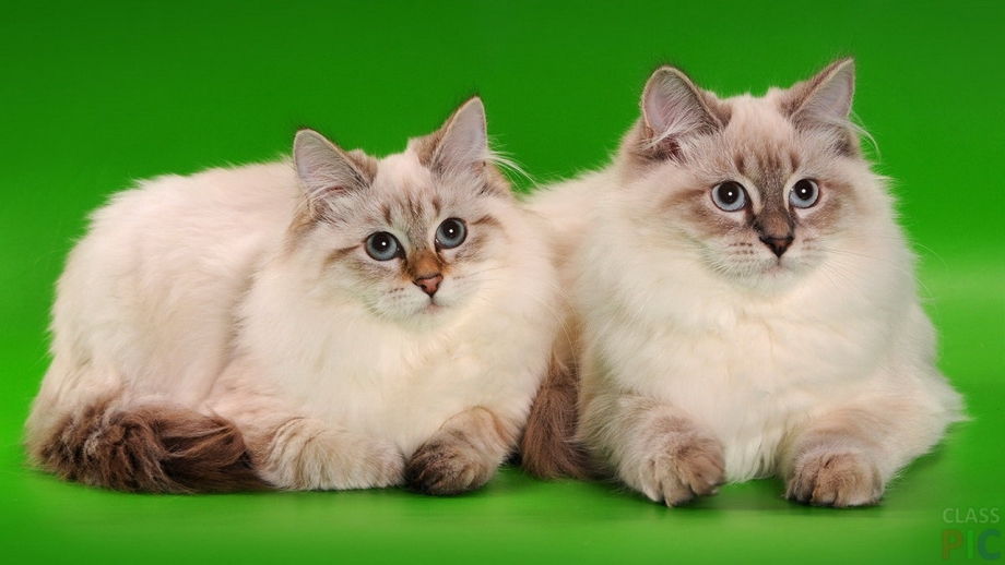 Невская маскарадная кошка