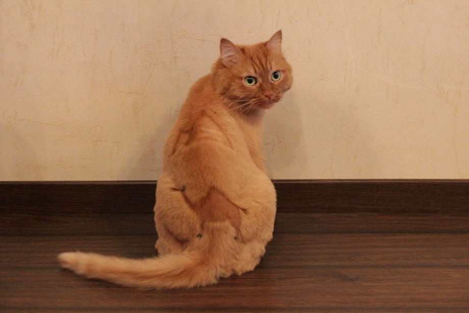 Стрижка рыжего кота