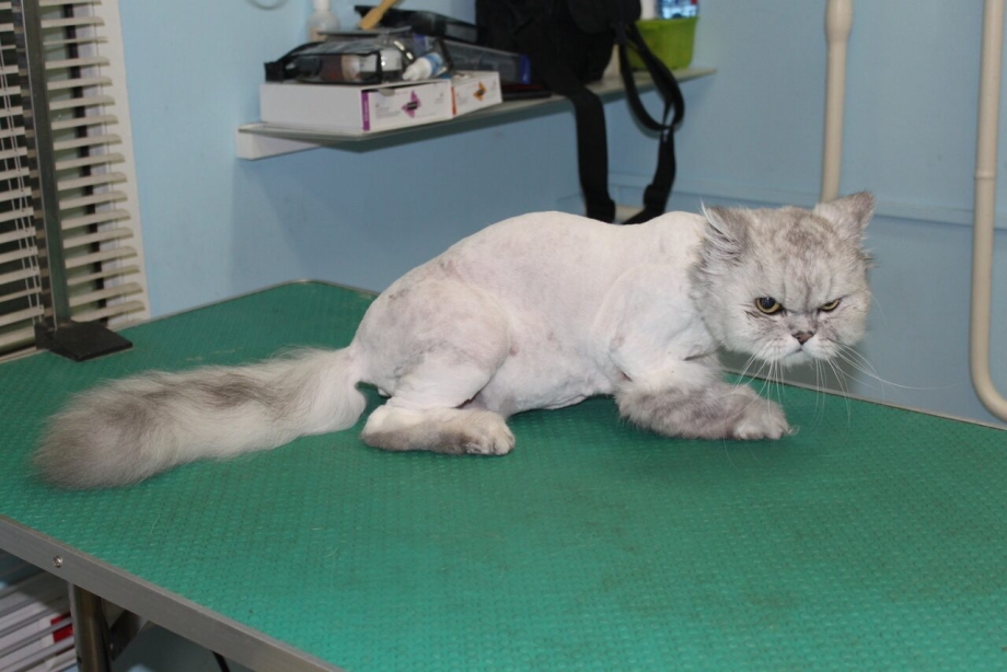 Стрижки кошек британцев