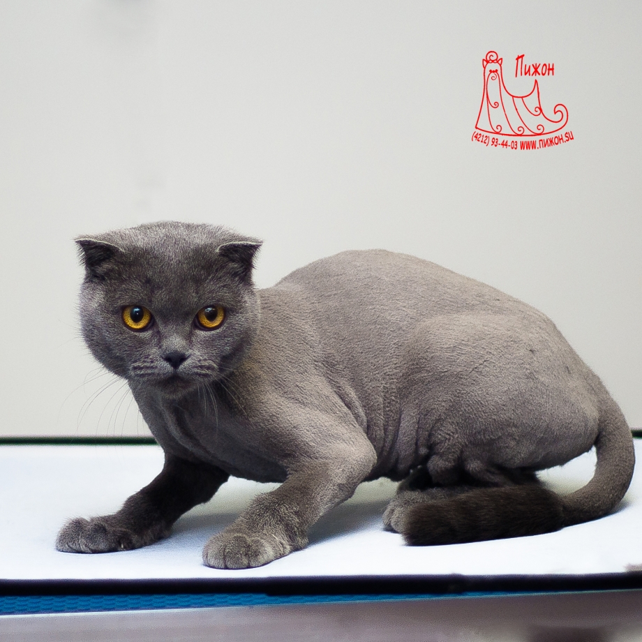 Груминг британских кошек