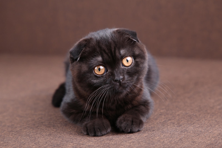 Шотландская вислоухая кошка цвет Калико