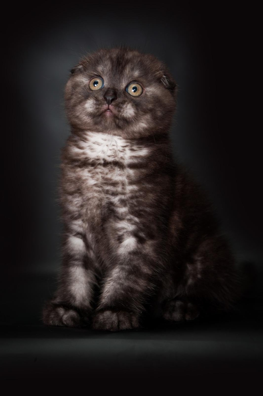Скоттиш фолд бело коричневый