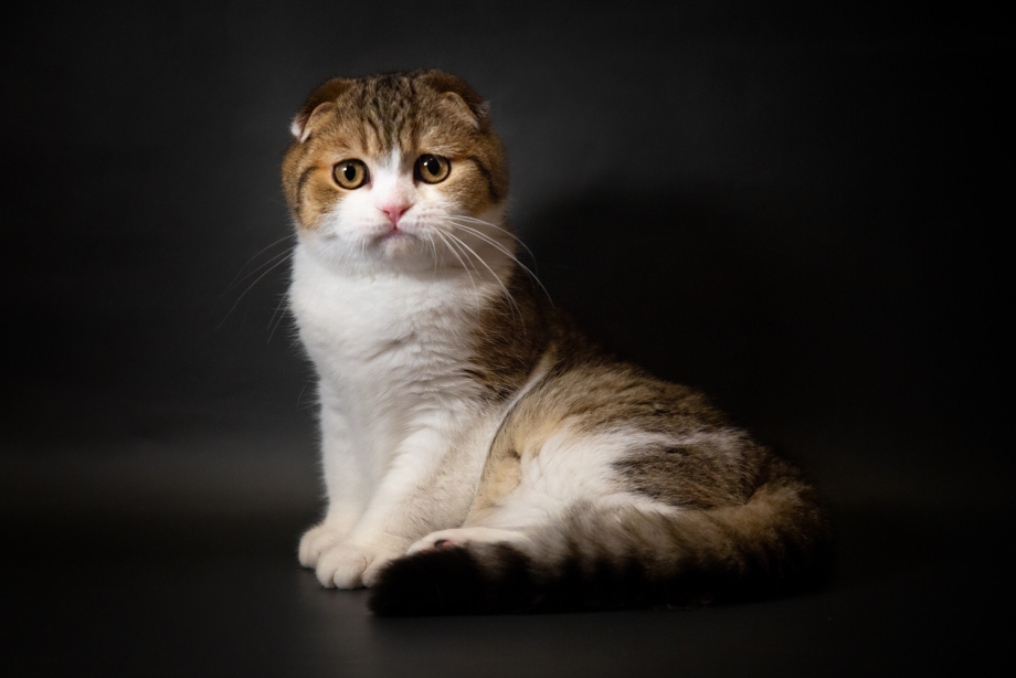 Скоттиш фолд бело рыжий