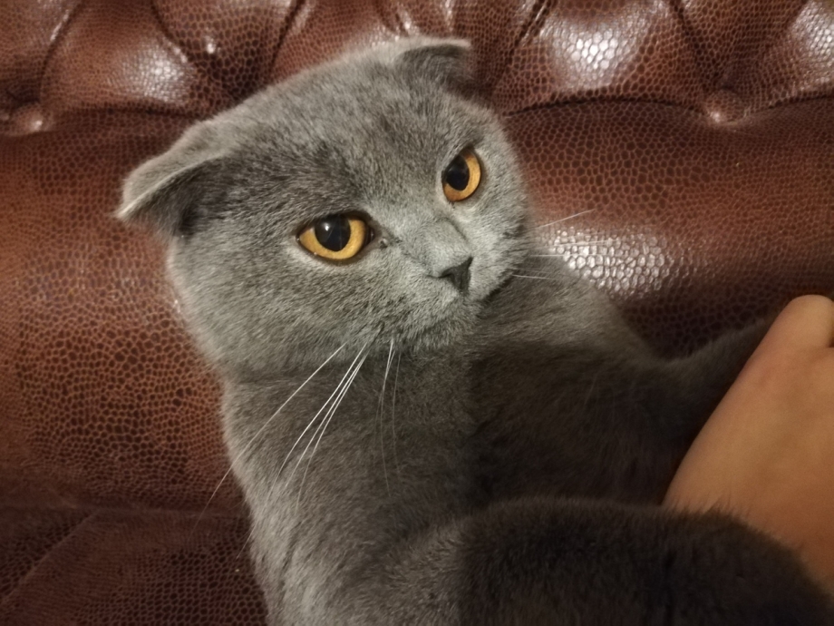 Вислоухий коричневый с белым кот