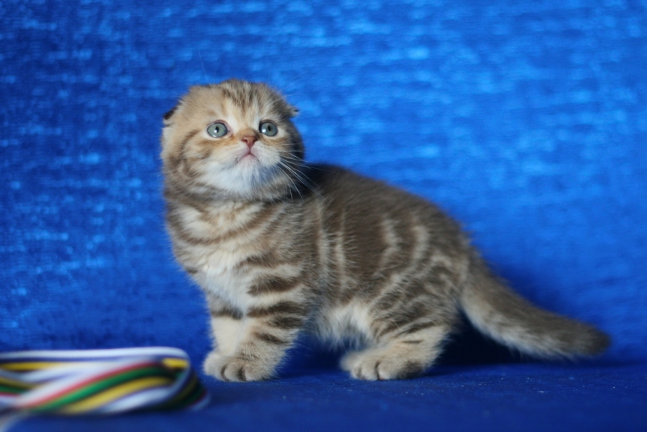 Шотландский вислоухий кот