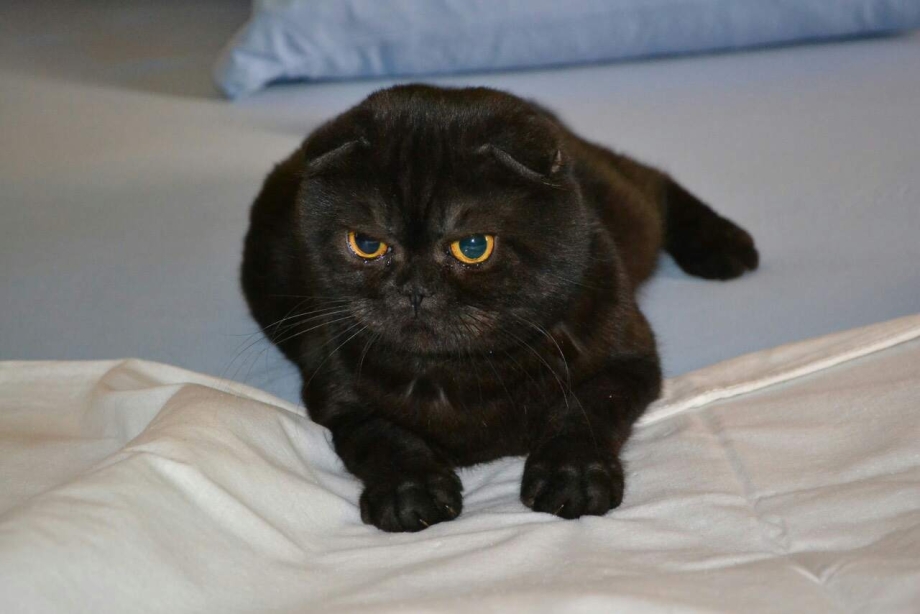 Скоттиш фолд табби тигровый