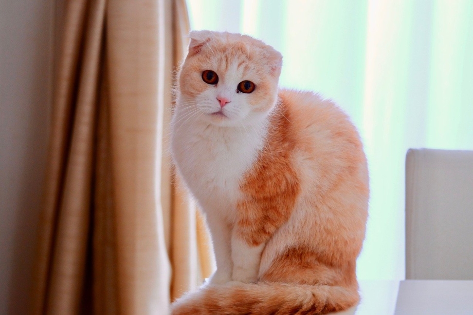 Шотландская вислоухая коричневый табби