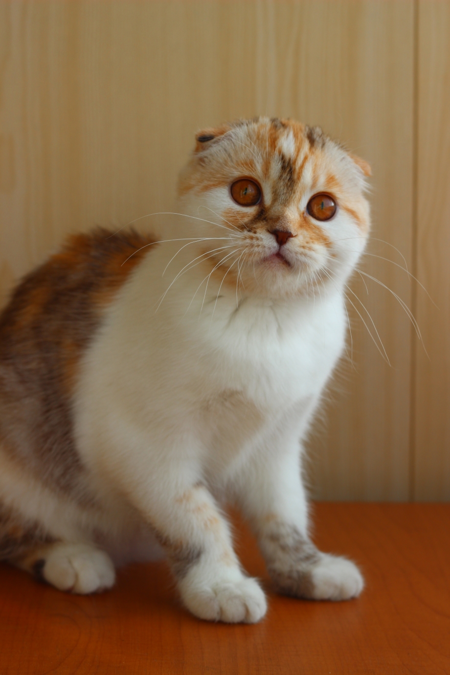 Скоттиш фолд вислоухий мраморный