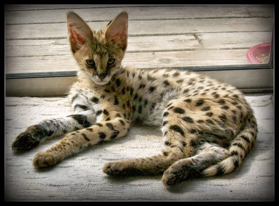 Абиссинская Саванна кошка