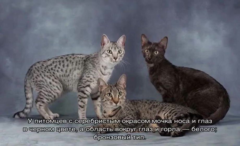 Египетская МАУ