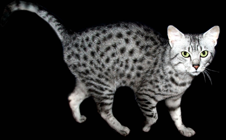 Египетская МАУ кошка
