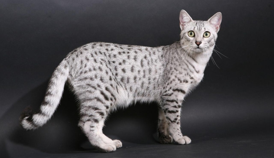 Коты египетские МАУ