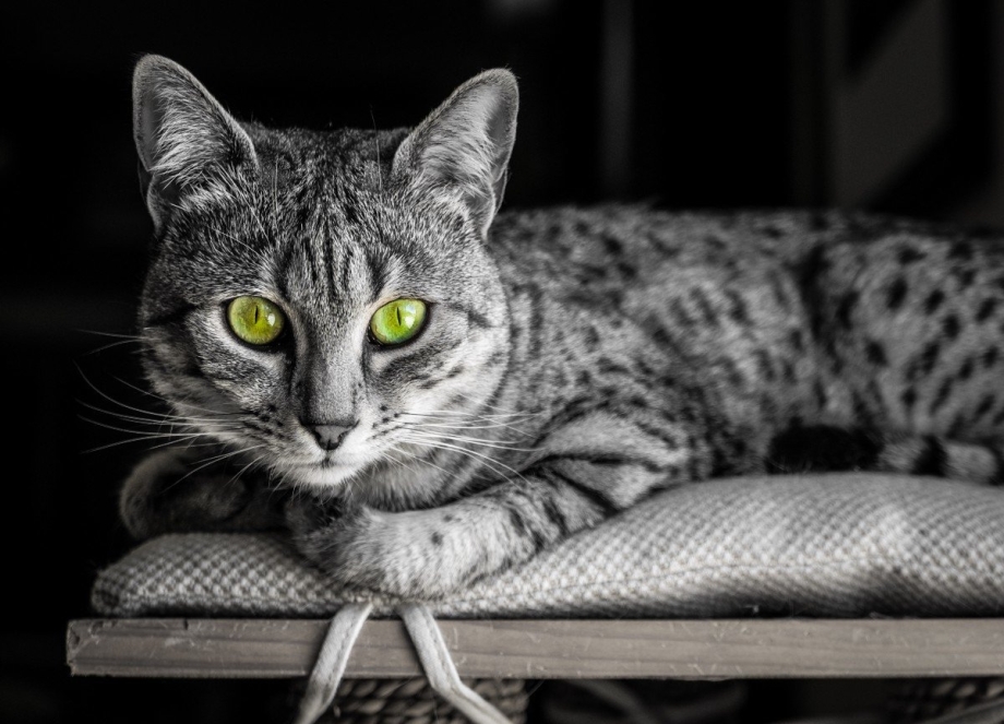 Египетская МАУ кошка