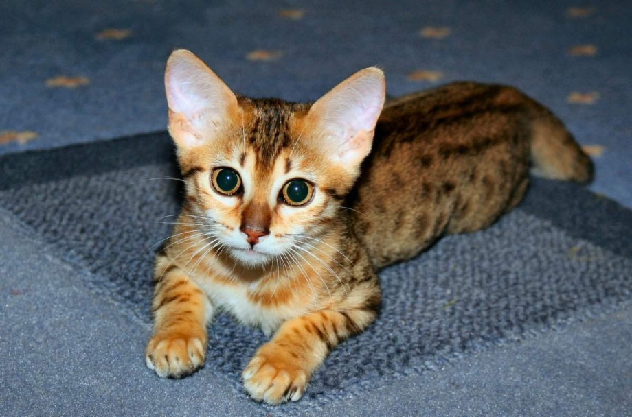 Египетская МАУ кошка