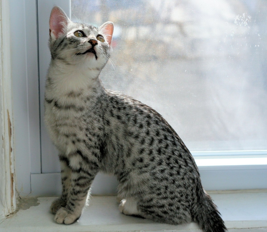 Египетский Мао коты