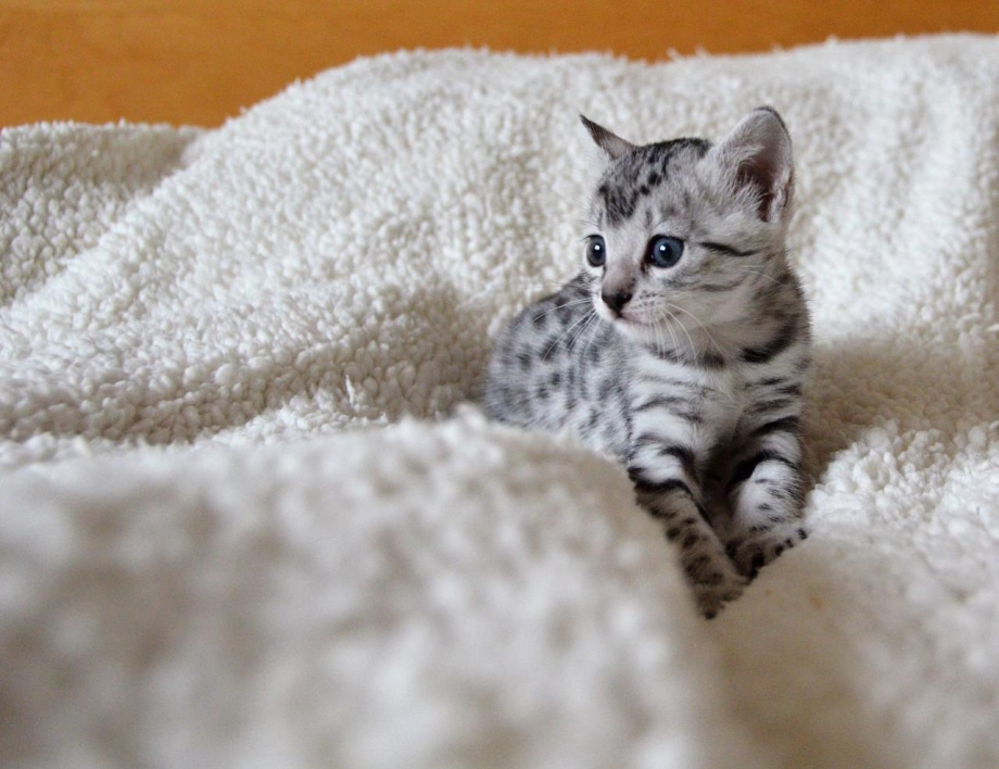 Египетская МАУ кошка