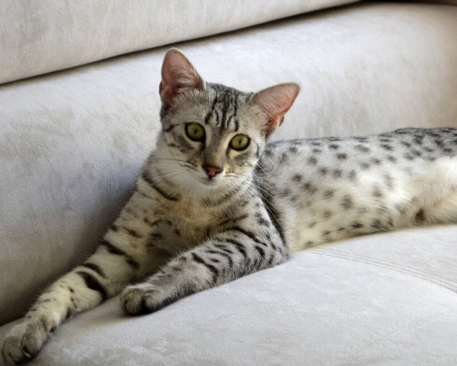 Египетская МАУ кошка