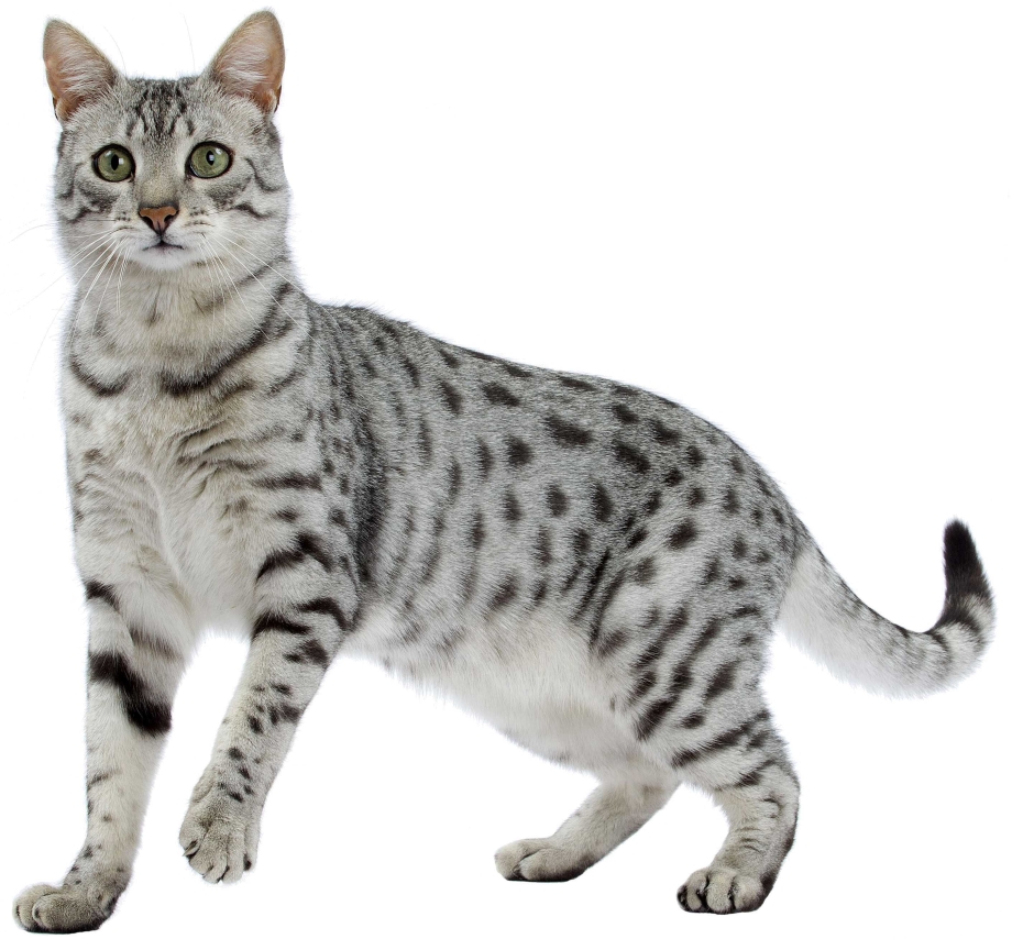 Египетская МАУ кошка