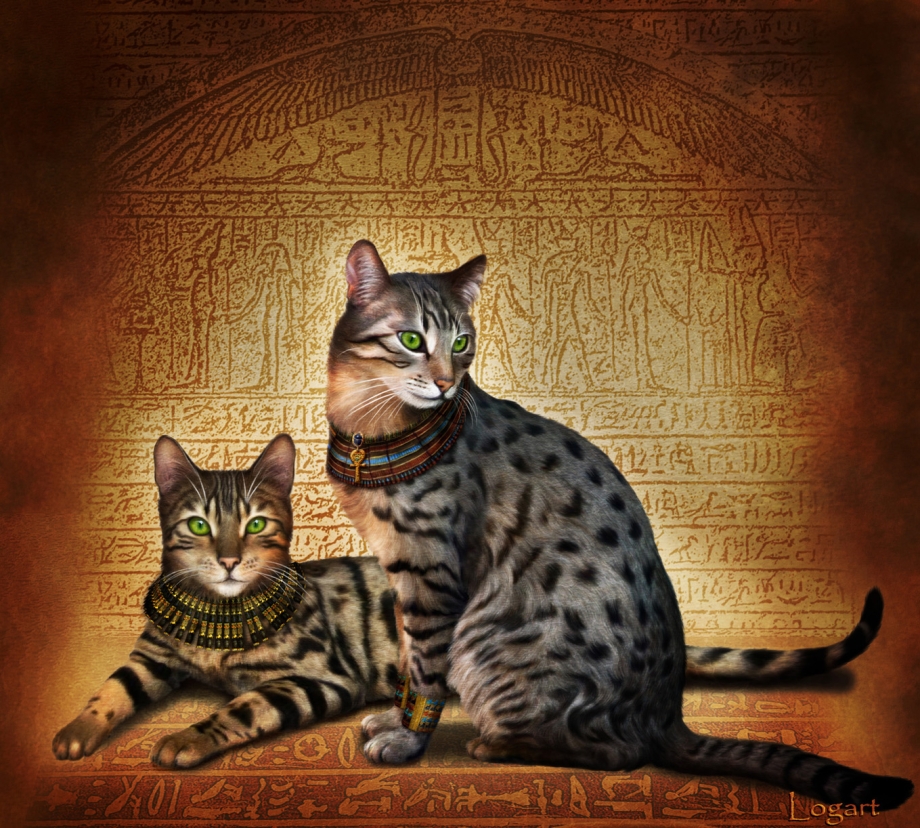 Оцикет кошка