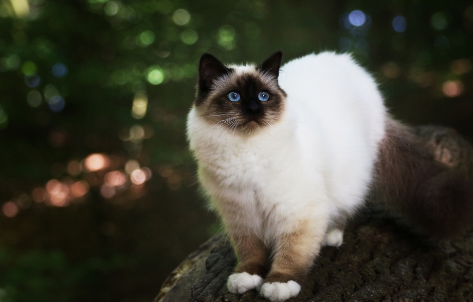 Сиамская кошка пушистая Рэгдолл