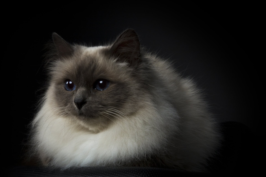 Кошки Рэгдолл черного цвета