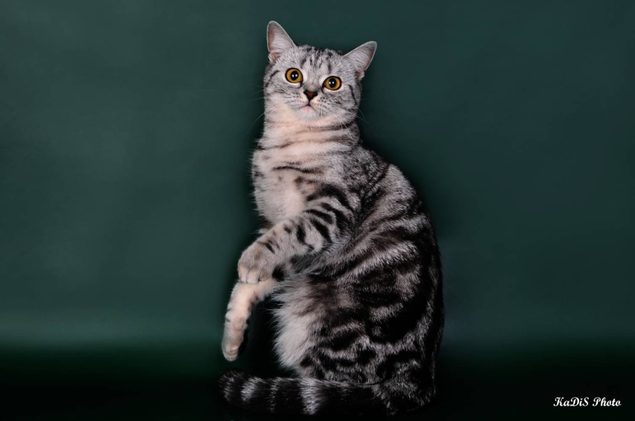 Скоттиш страйт мрамор