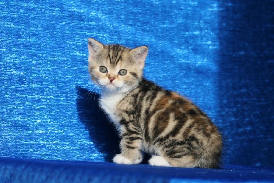 Шотландские котята прямоухие