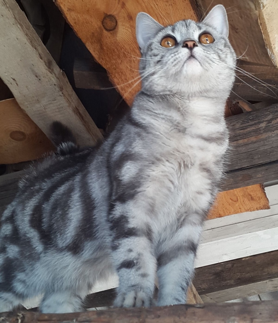 Кошка Шотландская прямоухая голубой мрамор