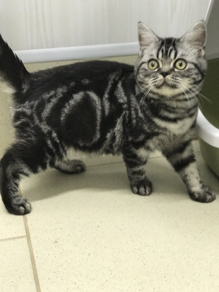 Шотландская прямоухая кошка мрамор
