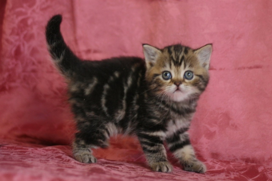 Котёнок шотландский прямоухий мраморный