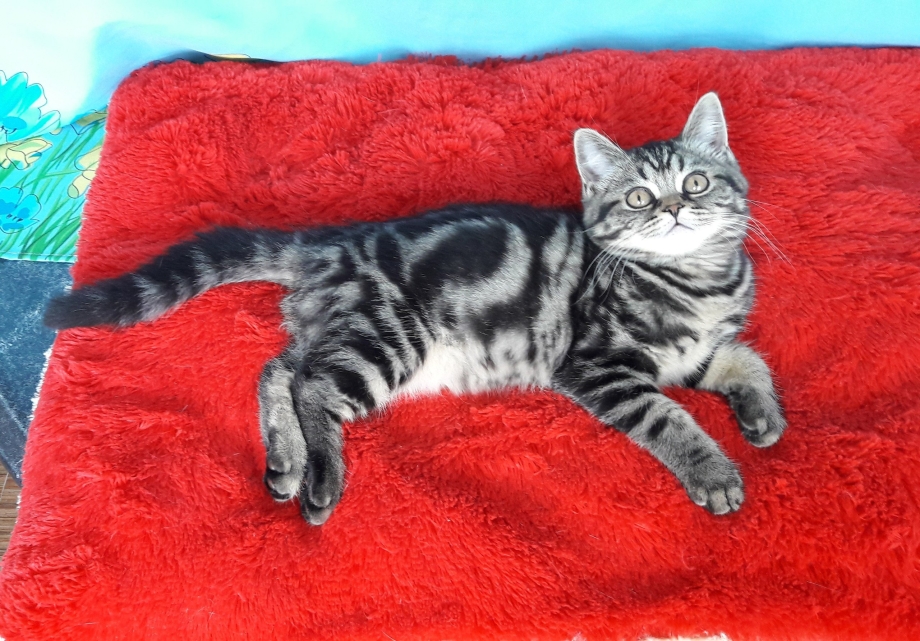 Шотландский котенок прямоухий