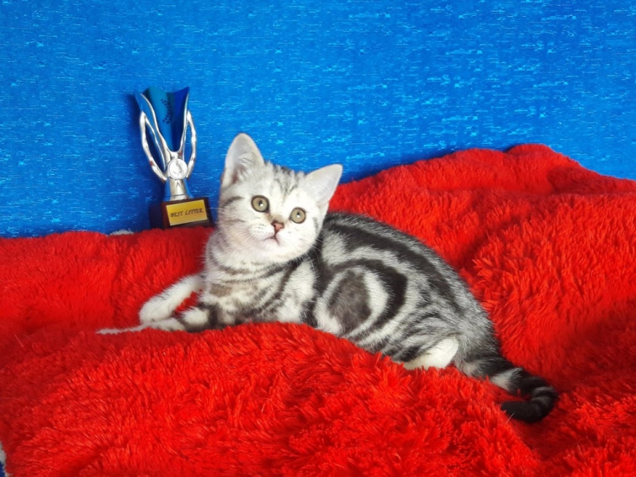 Кот шотландец прямоухий мраморный