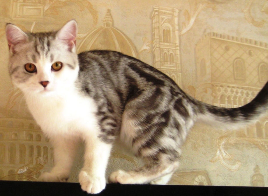 Скоттиш страйт мрамор