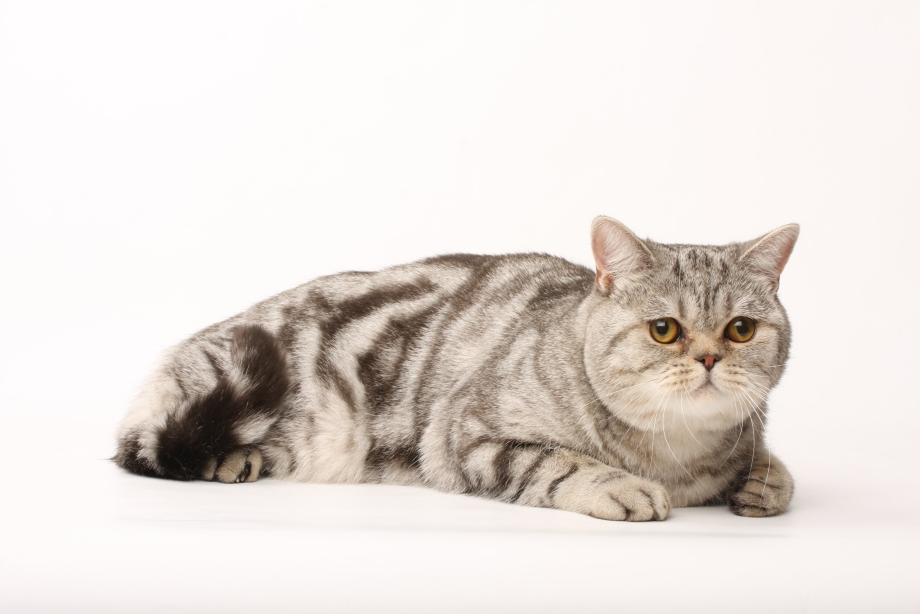 Шотландская кошка прямоухая мраморная